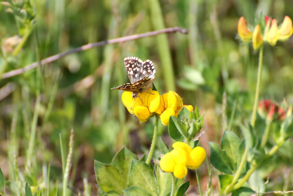 Pyrgus malvoides?